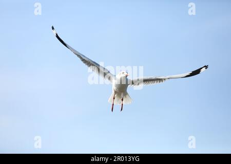 Mouette en vol avec fond ciel bleu clair Banque D'Images