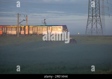 Bornheim, Allemagne. 06th mai 2023. Un tramway de la société de transports publics de Cologne (KVB) survolez des terres près de Bornheim devant des chevaux de pâturage dans un champ le matin. Credit: Thomas Banneyer/dpa/Alay Live News Banque D'Images
