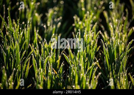 Bornheim, Allemagne. 06th mai 2023. La rosée matinale est vue sur les tiges de grain dans un champ près de Bornheim. Credit: Thomas Banneyer/dpa/Alay Live News Banque D'Images
