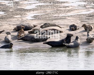 Groupe de phoques gris ou de phoques de l'Atlantique et de phoques à cheval (Halichoerus grypus) de la baie d'Authie près de Berck en France Banque D'Images