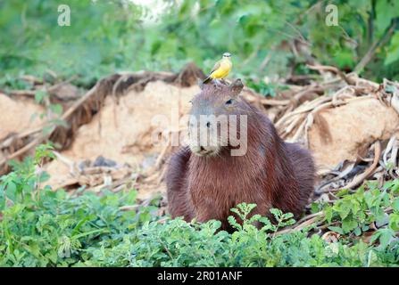 Gros plan d'un Capybara avec un oiseau Cattle tyrant assis sur une tête, South Pantanal, Brésil. Banque D'Images