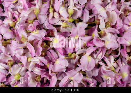 Fleurs d'arbre sauvage indien épineux formant un magnifique fond de motif de texture. Banque D'Images