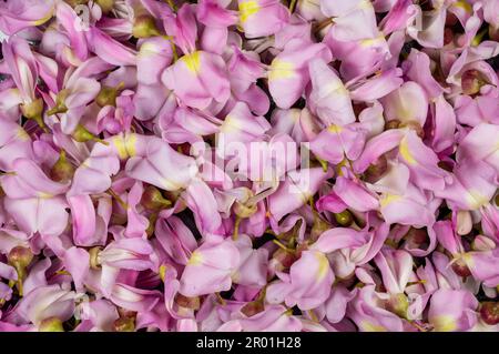 Fleurs d'arbre sauvage indien épineux formant un magnifique fond de motif de texture. Banque D'Images