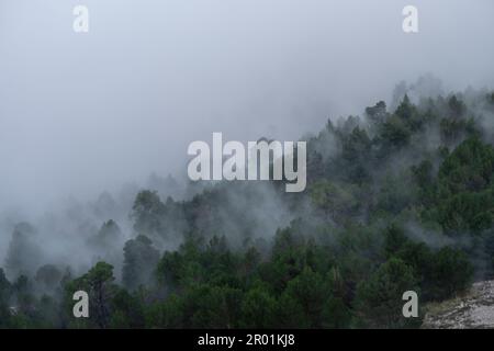 Brouillard sur la forêt, passe es Cards Colers, Fornalutx, Sierra de Tramuntana, Majorque, Espagne. Banque D'Images