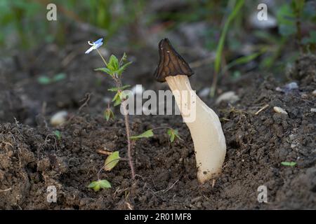 Champignon comestible Morchella semilibera au sol près de la fleur sauvage. Connu sous le nom de Semifree Morel. Champignons sauvages dans la forêt à feuilles caduques. Banque D'Images