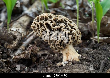 Champignons comestibles Morchella vulgaris sur le sol. Champignon morel sauvage dans la forêt décidue. Banque D'Images