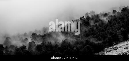 Brouillard sur la forêt, passe es Cards Colers, Fornalutx, Sierra de Tramuntana, Majorque, Espagne. Banque D'Images