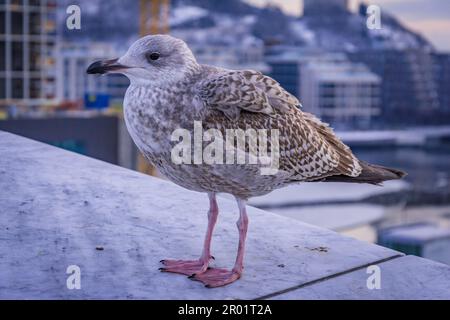Jeune Goéland à harengs européen Larus argentatus Seagull se tenant à gauche en hiver sur la neige. Banque D'Images