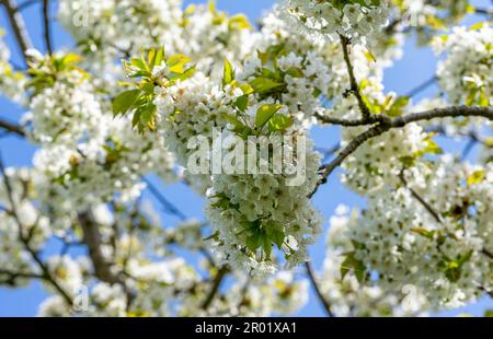 cerisier fleuri au printemps Banque D'Images