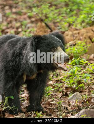 Ours de cloth ou Melursus ursinus ou ours indien en gros plan adulte sauvage expression du visage masculin dans un habitat naturel de fond vert animal noir dangereux à Ra Banque D'Images