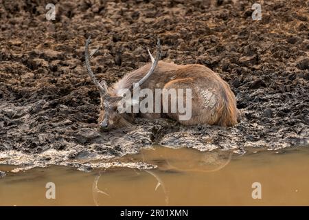 le cerf sauvage de sambar ou rusa unicolor mâle se reposant et refroidissant de son corps avec contact des yeux et réflexion dans l'eau de boue ou de boue en saison chaude d'été Banque D'Images