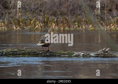 Une paire de canards colverts reposant sans mouvement sur un tronc d'arbre. Assis dans la même position. Vue latérale, gros plan. Genre espèces Anas platyrhynchos. Banque D'Images