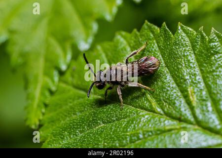 Gros plan sur une abeille sueur à bandes de raie femelle, Lasioglossum zonulum, sur une feuille verte. Banque D'Images