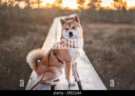 Le chien rouge shiba inu est assis sur un sentier en bois sur un grand kemeri Bog, en Lettonie, au coucher du soleil Banque D'Images