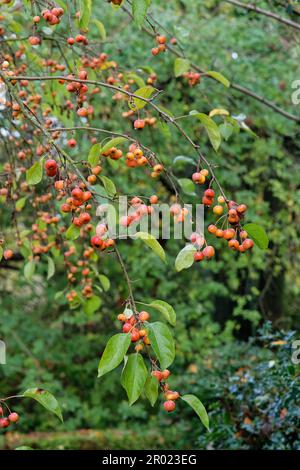 Crabe pomme (Malus sylvestris) arbre fruité en profusion dans un jardin, Wiltshire, Royaume-Uni, novembre. Banque D'Images