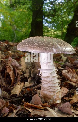 Amanita à pois gris (Amanita excelsa var. Spinsa), le corps de fructification mûr de la litière de feuilles dans les forêts décidues, New Forest, Hampshire, UK, octobre. Banque D'Images