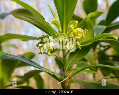 Le laurel de l'épand (Daphne laureola) fleurit dans les bois sur une crête de calcaire, Wiltshire, Royaume-Uni, avril. Banque D'Images