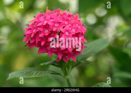 Fleur rose de Pentas lanceolata Banque D'Images