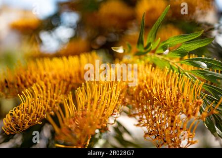 Fleur jaune presque floue. Chêne soyeux australien ou chêne argenté Banque D'Images