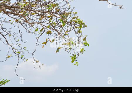 Terminalia catappa, amande tropicale ou amande indienne ou fausse kamani ou COMBRETACEAE et fond de ciel Banque D'Images