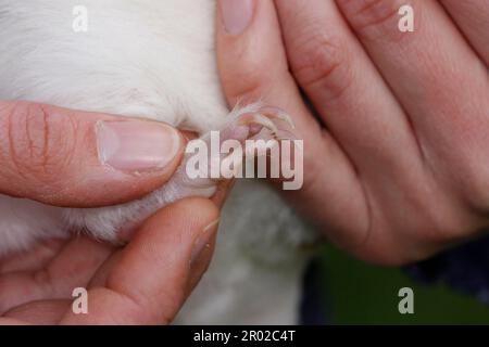 Cochons d'Inde (Caviidae) Banque D'Images