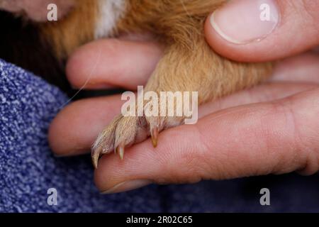 Cochons d'Inde (Caviidae) Banque D'Images