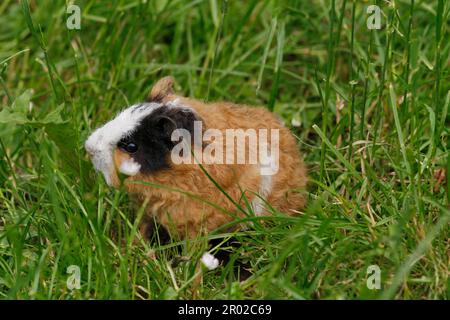 Cochons d'Inde (Caviidae), assis dans l'herbe Banque D'Images