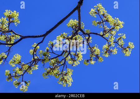 Érable de Norvège à fleurs (Acer platanoides), Kempten, Allgaeu, Bavière, Allemagne Banque D'Images