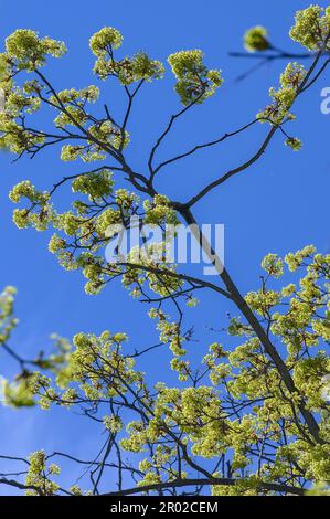 Érable de Norvège à fleurs (Acer platanoides), Kempten, Allgaeu, Bavière, Allemagne Banque D'Images