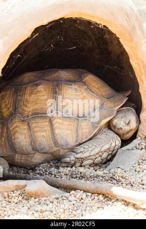 Nom: Reptilia Chelonia (Testudinidae) Geochelone sulcata Banque D'Images