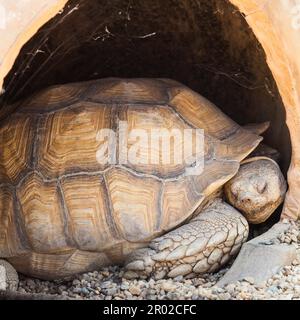 Nom: Reptilia Chelonia (Testudinidae) Geochelone sulcata Banque D'Images