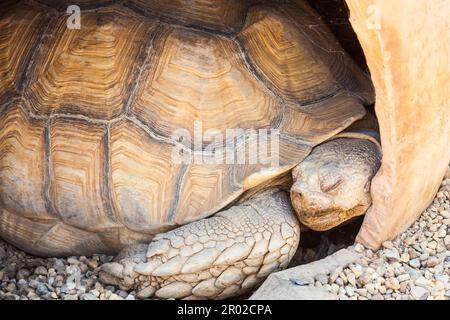 Nom: Reptilia Chelonia (Testudinidae) Geochelone sulcata Banque D'Images