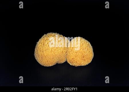 Champignon à dents barbes (Hericium erinaceus), également appelé champignon à tête de singe, manne du lion, jap. yamabuchitake, pompon blanc français, photographie alimentaire Banque D'Images