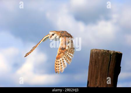 Hibou de la grange commune (Tyto alba), Eifel, Europe, Allemagne Banque D'Images