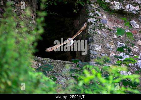 Hibou de la grange commune (Tyto alba), Eifel, Europe, Allemagne Banque D'Images