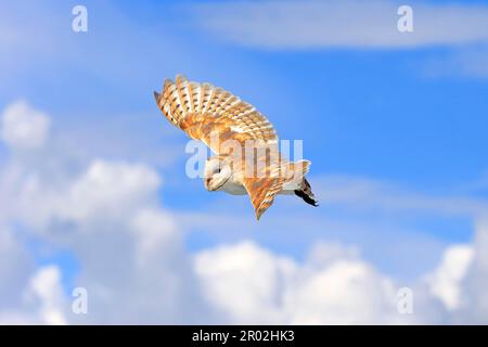 Hibou de la grange commune (Tyto alba), Eifel, Europe, Allemagne Banque D'Images