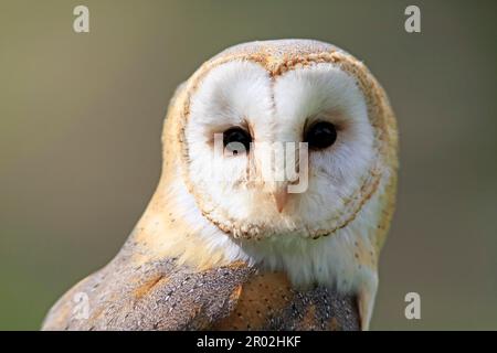 Hibou de la grange commune (Tyto alba), Eifel, Europe, Allemagne Banque D'Images