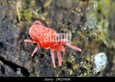 Acarien de velours, acariens rouges, acariens de velours (Trombidium spec., Trombidium cf. Holosericeum), assis sur l'écorce. Banque D'Images