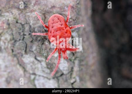 Acarien de velours, acariens rouges, acariens de velours (Trombidium spec., Trombidium cf. Holosericeum), assis sur l'écorce. Banque D'Images