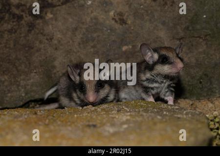 Deux dorsouris de jardin (Eliomys quercinus), juvénile, Allemagne Banque D'Images