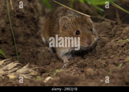 Campagnol (Microtus arvalis), Basse-Saxe, Allemagne Banque D'Images