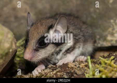 Deux dorsouris de jardin (Eliomys quercinus), juvénile, Allemagne Banque D'Images