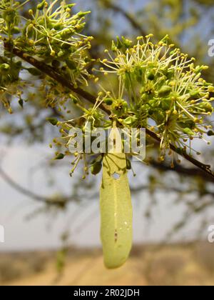 Tronc blanc, arbre Witgat, arbre de berger, arbre de berger Banque D'Images