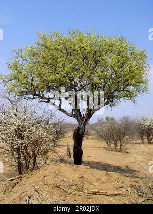 Tronc blanc, arbre Witgat, arbre de berger, arbre de berger Banque D'Images