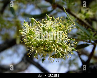 Tronc blanc, arbre Witgat, arbre de berger, arbre de berger Banque D'Images