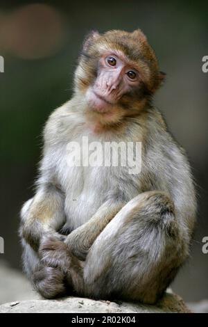 Macaque berbère Banque D'Images