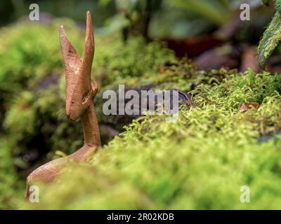 Photographie rapprochée d'une figurine d'animal en bois fabriquée à la main derrière une mousse dans une forêt tropicale près de la ville d'Arcapuco, dans le centre de la Colombie. Banque D'Images