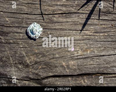 Macro photographie d'un fruit séché d'un eucalyptus sur une ancienne planche de bois, capturé dans un champ près de la ville d'Arcapuco dans le centre du mont andin Banque D'Images