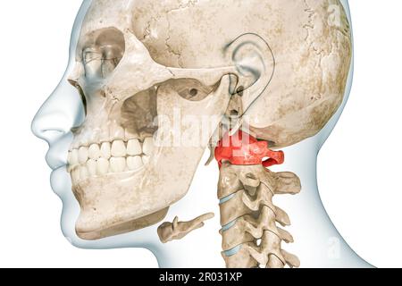 Atlas première vertèbre cervicale de couleur rouge avec corps 3D illustration de rendu isolée sur blanc avec espace de copie. Squelette humain et anatomie du rachis, moi Banque D'Images