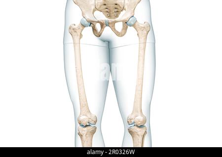 Fémur ou triangle avec contours du corps de la cuisse vue avant 3D illustration de rendu isolée sur blanc avec espace de copie. Anatomie du squelette humain, médical di Banque D'Images